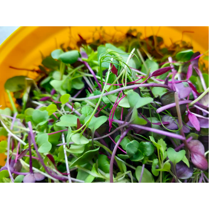 Organic Box - Microgreens, Rainbow Mix 40g