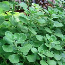 Fresh Herbs, Oregano 50g
